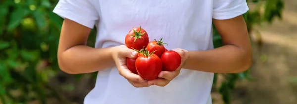 Niño Está Cosechando Tomates Jardín Enfoque Selectivo Niño — Foto de Stock