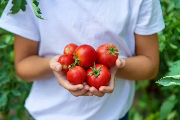 Het Kind Oogst Tomaten Tuin Selectieve Focus Jongen — Stockfoto