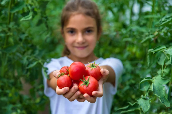 Dziecko Zbiera Pomidory Ogrodzie Wybiórcze Skupienie Dzieciaku — Zdjęcie stockowe