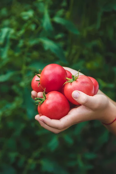 Het Kind Oogst Tomaten Tuin Selectieve Focus Jongen — Stockfoto