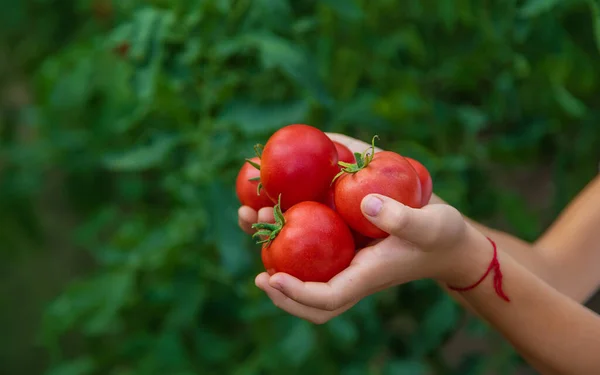 Criança Está Colhendo Tomates Jardim Foco Seletivo Miúdo — Fotografia de Stock