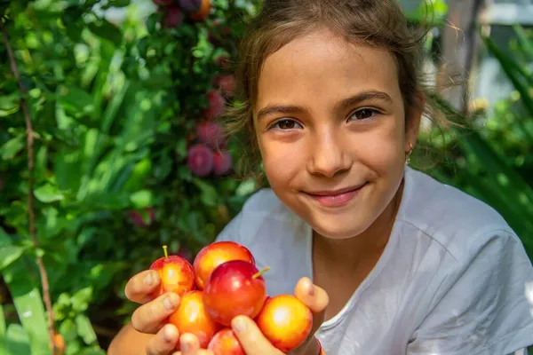 子供は庭で梅を収穫しています 選択的フォーカス キッド — ストック写真