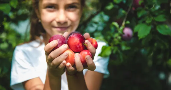 Enfant Récolte Des Prunes Dans Jardin Concentration Sélective Enfant — Photo