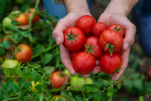 Agricultor Sexo Masculino Colhe Tomates Jardim Foco Seletivo Natureza — Fotografia de Stock