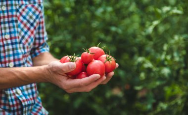 Erkek bir çiftçi bahçede domates topluyor. Seçici odaklanma. Doğa.