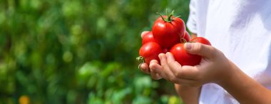 Çocuk bahçede domates hasat ediyor. Seçici odaklanma. Çocuk.