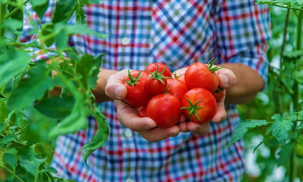 Agricultor Macho Cosecha Tomates Jardín Enfoque Selectivo Naturaleza — Foto de Stock