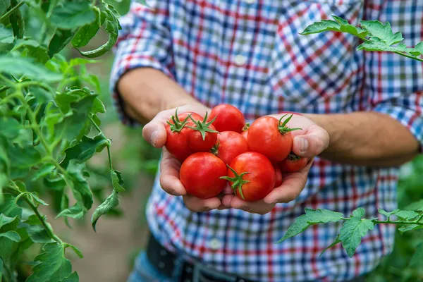 Ένας Αρσενικός Αγρότης Μαζεύει Ντομάτες Στον Κήπο Επιλεκτική Εστίαση Φύση — Φωτογραφία Αρχείου