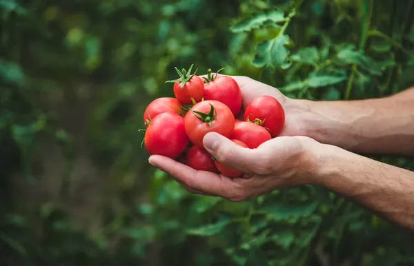 Agricultor Macho Cosecha Tomates Jardín Enfoque Selectivo Naturaleza — Foto de Stock