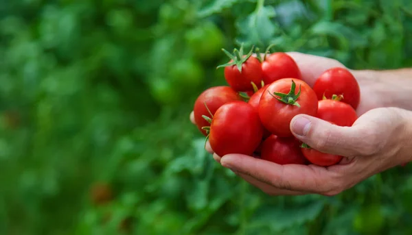 Ένας Αρσενικός Αγρότης Μαζεύει Ντομάτες Στον Κήπο Επιλεκτική Εστίαση Φύση — Φωτογραφία Αρχείου