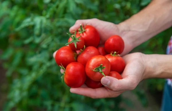 Agricultor Macho Cosecha Tomates Jardín Enfoque Selectivo Naturaleza — Foto de Stock