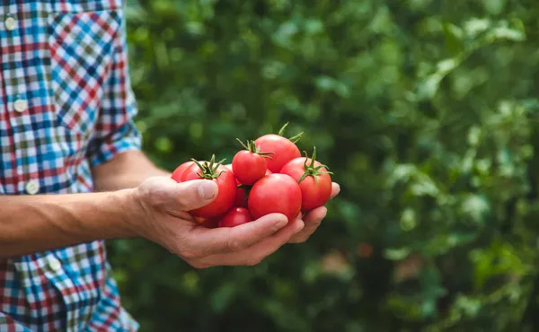 Agricultor Macho Cosecha Tomates Jardín Enfoque Selectivo Naturaleza — Foto de Stock