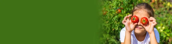 Bambino Sta Raccogliendo Pomodori Giardino Concentrazione Selettiva Ragazzo — Foto Stock