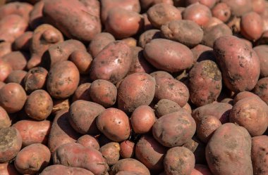 Bahçede patates hasat et. Seçici odaklanma. Doğa.