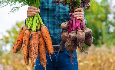 Çiftçi bir adam elinde havuç ve pancar hasadı tutuyor. Seçici odaklanma. Yiyecek..