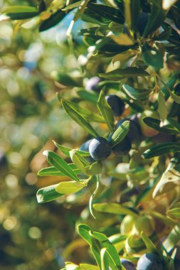 Olgun zeytinli zeytin ağacı. Seçici odaklanma. Doğa.