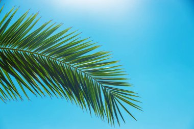 Avuç içi yaprakları gökyüzüne karşı. Seçici odaklanma. Doğa.