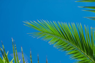 Avuç içi yaprakları gökyüzüne karşı. Seçici odaklanma. Doğa.