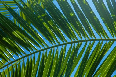 Avuç içi yaprakları gökyüzüne karşı. Seçici odaklanma. Doğa.