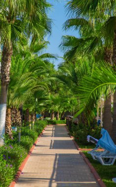 Avuç içi yaprakları gökyüzüne karşı. Seçici odaklanma. Doğa.