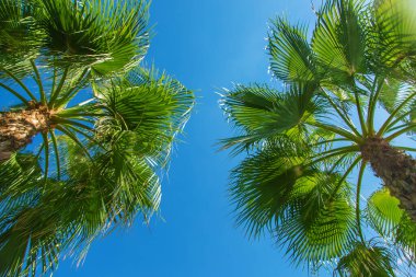 Avuç içi yaprakları gökyüzüne karşı. Seçici odaklanma. Doğa.