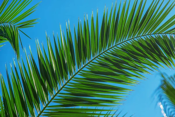 Avuç içi yaprakları gökyüzüne karşı. Seçici odaklanma. Doğa.