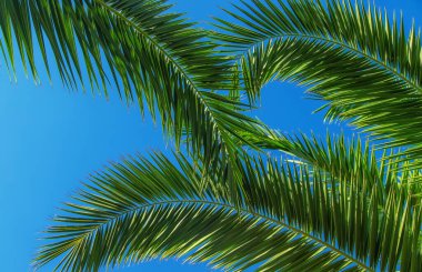 Avuç içi yaprakları gökyüzüne karşı. Seçici odaklanma. Doğa.