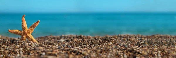 Морская Звезда Пляже Выборочный Фокус Поездки — стоковое фото