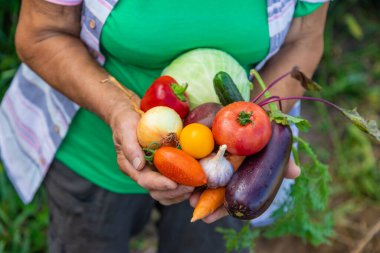Büyükanne bahçede sebze hasadıyla. Seçici odaklanma. Yiyecek..