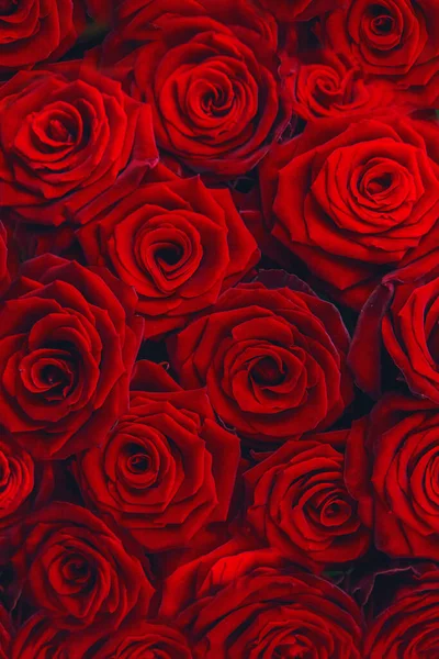 Beautiful Background Red Roses Selective Focus Nature — Stock Photo, Image