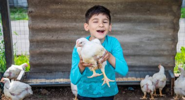 Bio tavuk bir ev bir çocuk çiftlik. doğa.