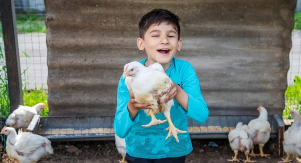 Bio Chickens Home Farm Children Nature — Stock Photo, Image