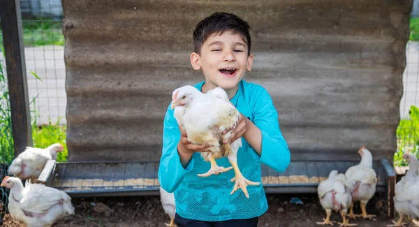 Bio tavuk bir ev bir çocuk çiftlik. doğa.