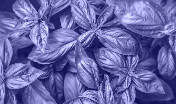 Basilikum Wächst Garten Sehr Peri Farbe Des Jahres 2022 Blau — Stockfoto