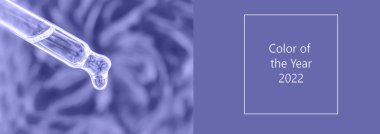 Pipet damlasında gül yağı. Çok peri, yılın rengi, 2022, mavi, mor, seçici odak. Doğa.