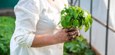 Elinde fideleri tutan bir kadın. Seçici odaklanma. Doğa.