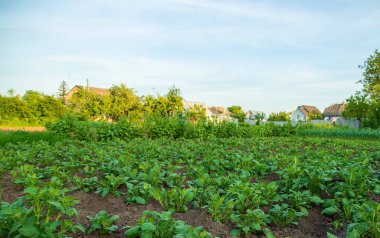 Bahçede patatesler yetişiyor. Seçici odaklanma. Doğa.