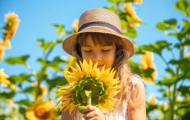 Ayçiçeği tarlasında bir çocuk. Seçici odaklanma. Doğa.