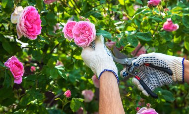 Bir adam bahçede güller kesiyor. Seçici odaklanma. Doğa.