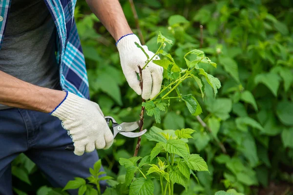 Uomo Taglia Lamponi Con Potatori Concentrazione Selettiva Persone — Foto Stock