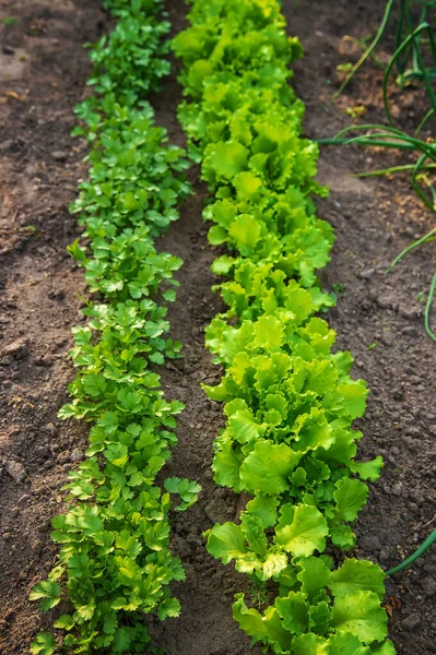 Garten Wächst Grünzeug Selektiver Fokus Natur — Stockfoto