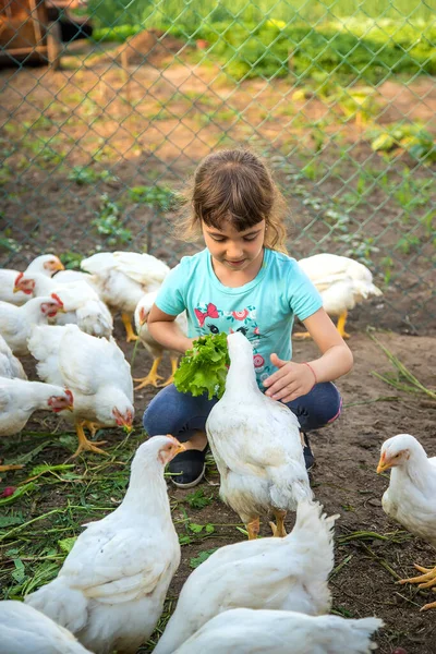 Child Chicken Coop Feeds Hens Selective Focus Kid — Stock Photo, Image