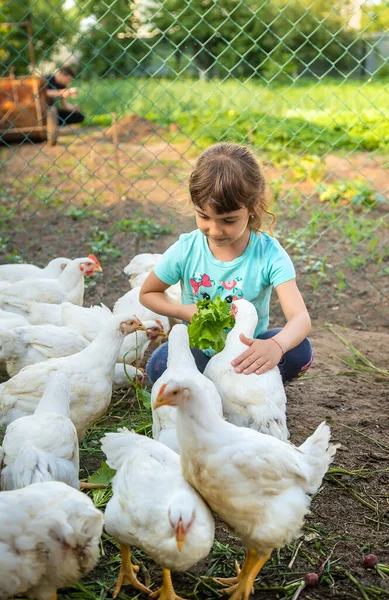 Child Chicken Coop Feeds Hens Selective Focus Kid — Stock Photo, Image