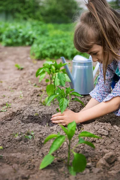 Παιδί Φυτεύει Σπορόφυτα Στον Κήπο Επιλεκτική Εστίαση Φύση — Φωτογραφία Αρχείου