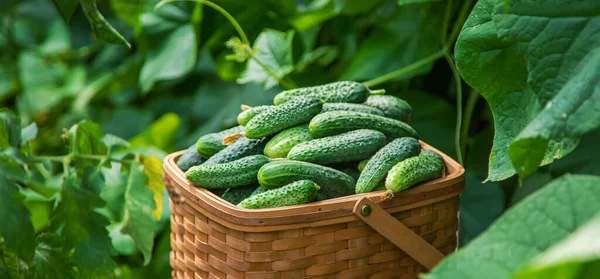 Oogst Komkommers Een Mand Selectieve Focus Voedsel — Stockfoto