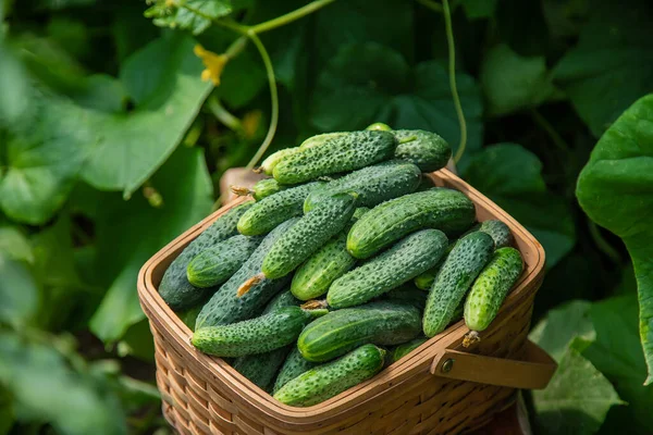 Oogst Komkommers Een Mand Selectieve Focus Voedsel — Stockfoto