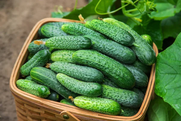 Gurken Korb Ernten Selektiver Fokus Lebensmittel — Stockfoto