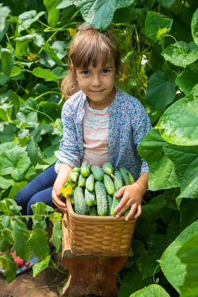Çocuk Salatalık Hasat Ediyor Seçici Odaklanma Yiyecek — Stok fotoğraf