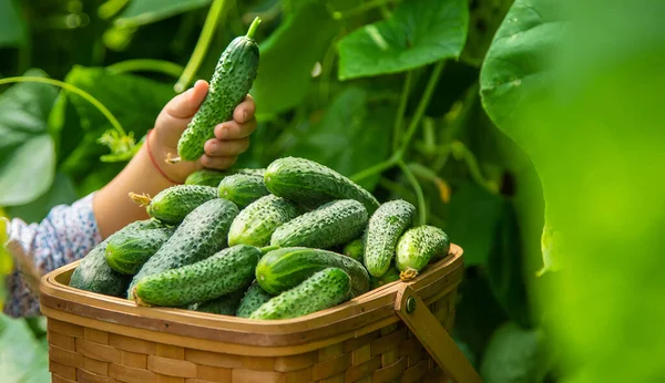 Das Kind Erntet Gurken Selektiver Fokus Lebensmittel — Stockfoto