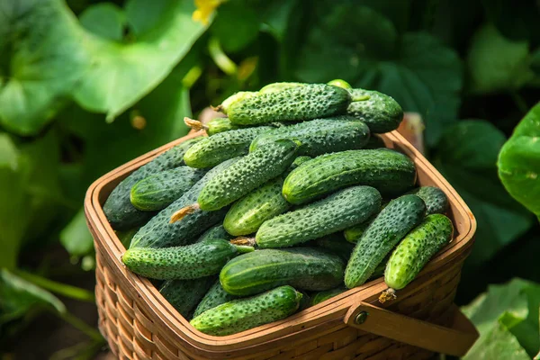 Harvest Cucumbers Basket Selective Focus Food — Stock Photo, Image